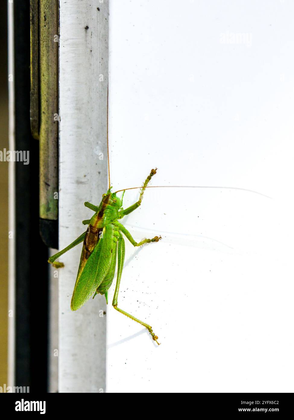 Ein neugieriger grüner Buschgrillen-Heuschrecken mit sehr langen, dünnen Antennen-Whiskern sitzt auf dem Fenstervorsprung, Insektenleben in einer urbanen Umgebung Stockfoto