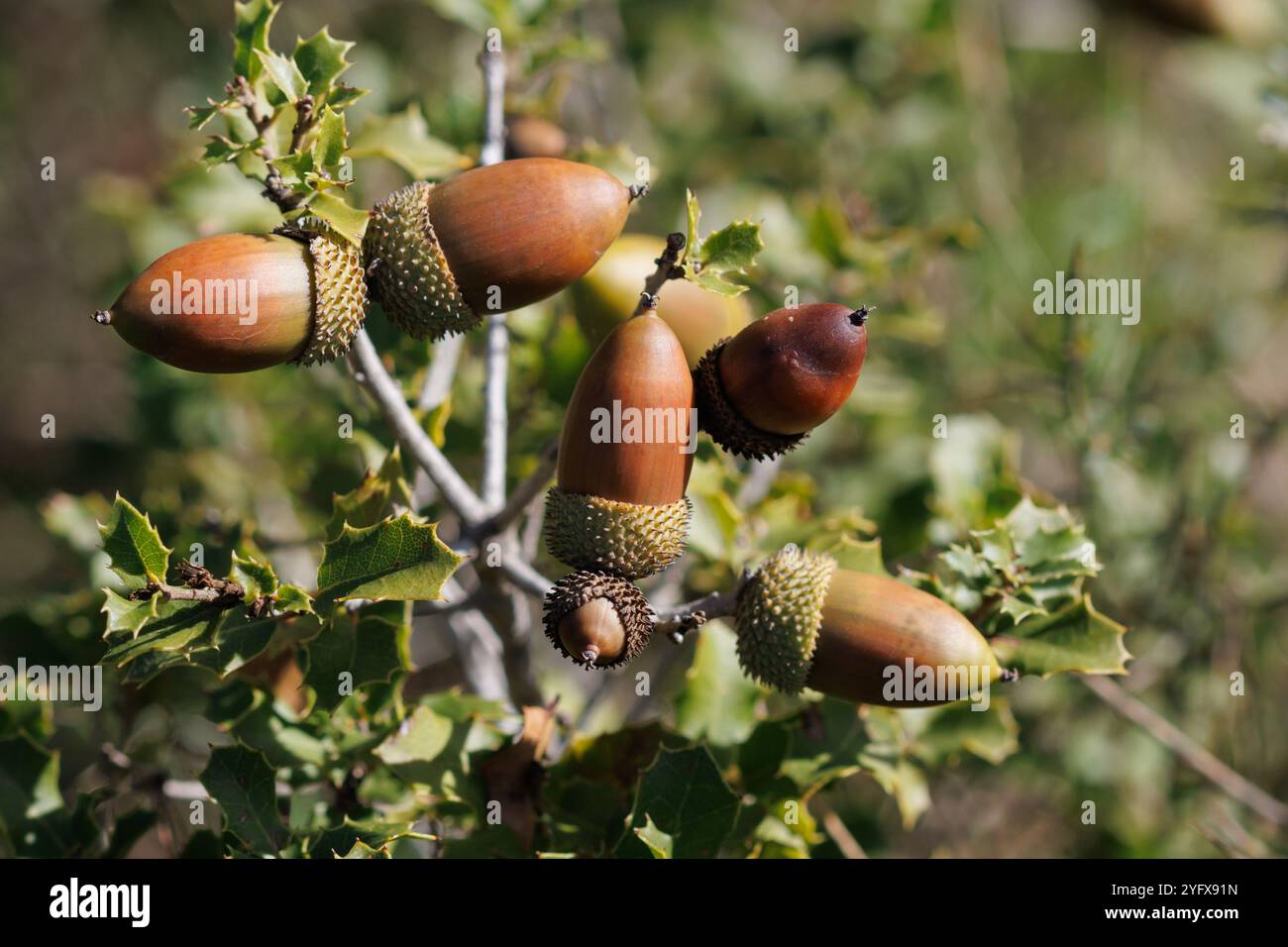 Gruppe reifer Eicheln am Eichenstrauch Quercus coccifera, Alcoy, Spanien Stockfoto