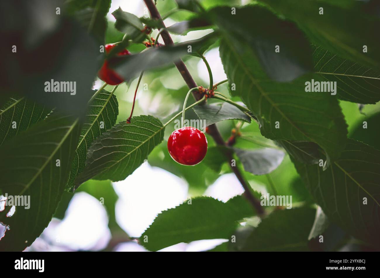Reife rote Kirschen auf einem Zweig, lebendige und frische Sommerfrüchte auf grünen Blättern Stockfoto