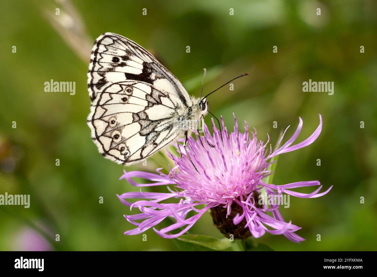 Marmorierter weißer Schmetterling (Melanargia galathea) auf einem lila braunen Knapweed Stockfoto