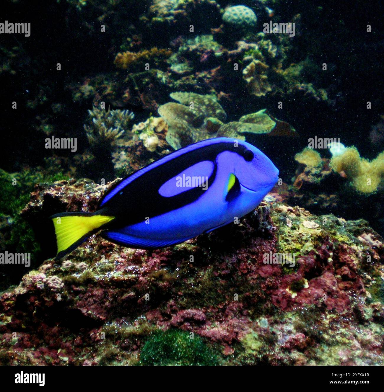 Paracanthurus hepatus ist eine Art indopazifischer Chirurgenfische. Auch bekannt als königlicher Tang, Palette Chirurgenfisch, blauer Tang, royaler blauer Tang, Nilpferd Tang, Stockfoto