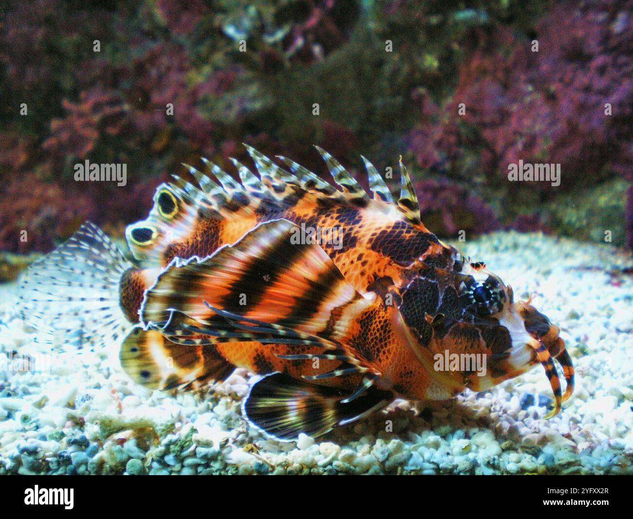 Löwenfisch Pterois. Pterois ist eine Gattung giftiger Meeresfische, die im Indo-Pazifik beheimatet sind. Stockfoto