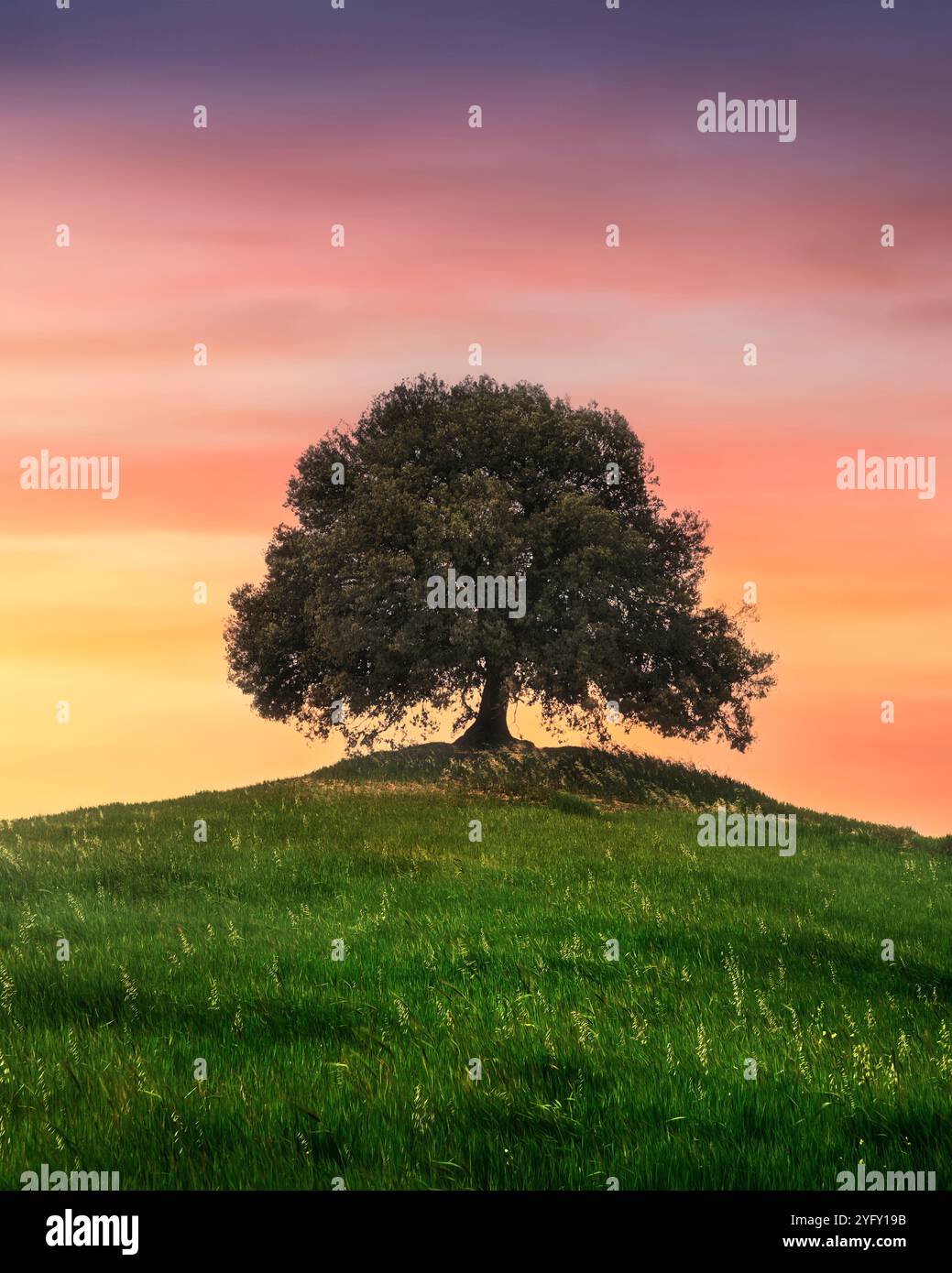 Holm Eiche auf dem Hügel bei Sonnenuntergang im Frühling. Pieve a Salti, Buonconvento, Provinz Siena, Toskana Stockfoto