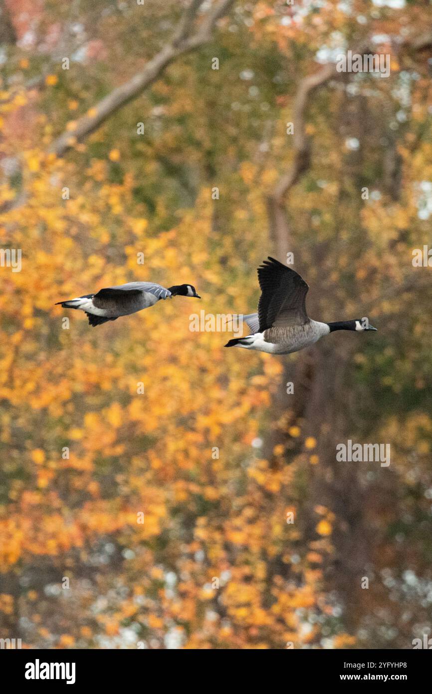 Zwei Kanadiengänse fliegen im Herbst an warmem Herbstlaub vorbei. Stockfoto