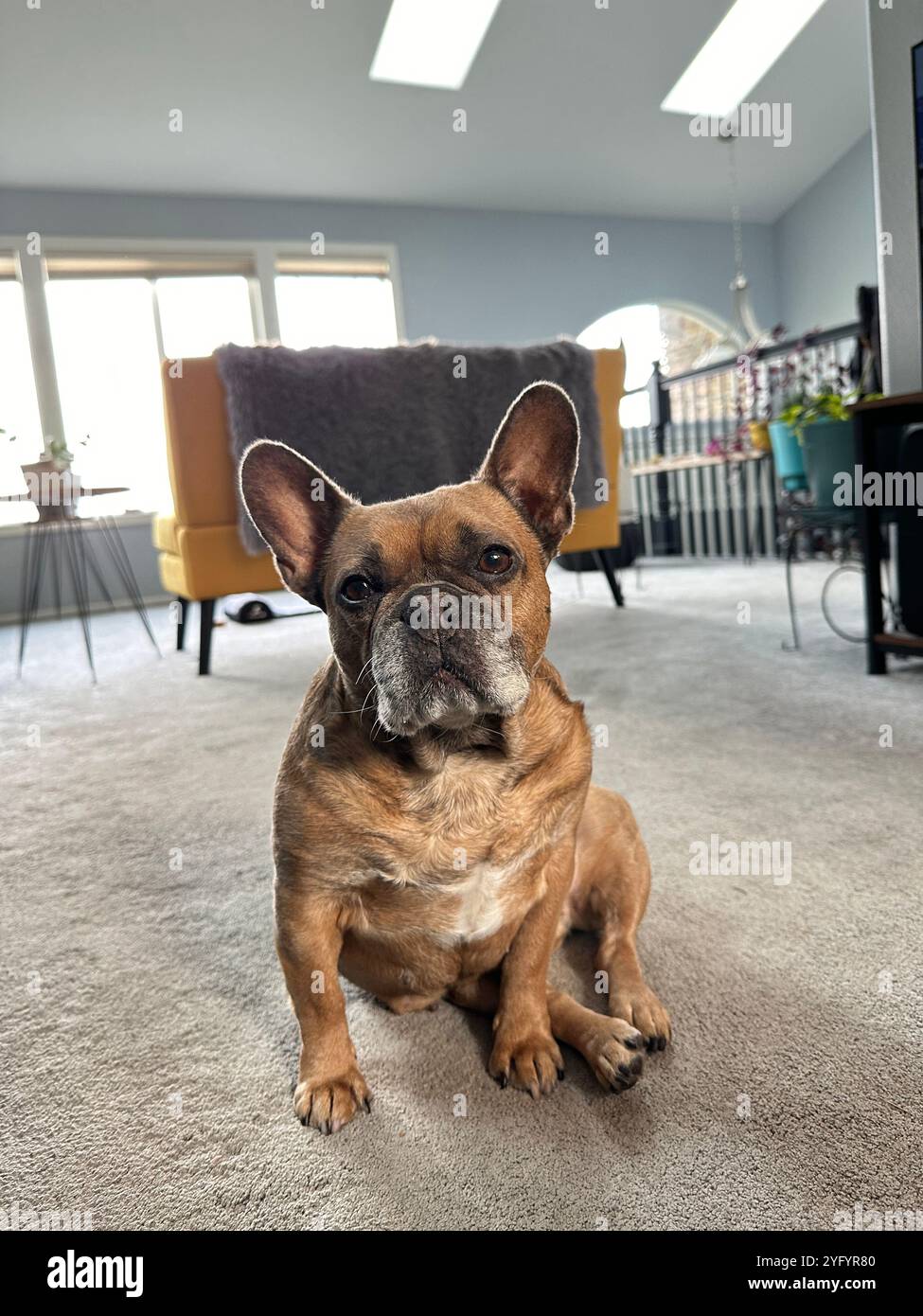 Eine süße französische Bulldogge, die in einem Wohnzimmer eines Hauses sitzt, mit einem ernsten Ausdruck. Stockfoto