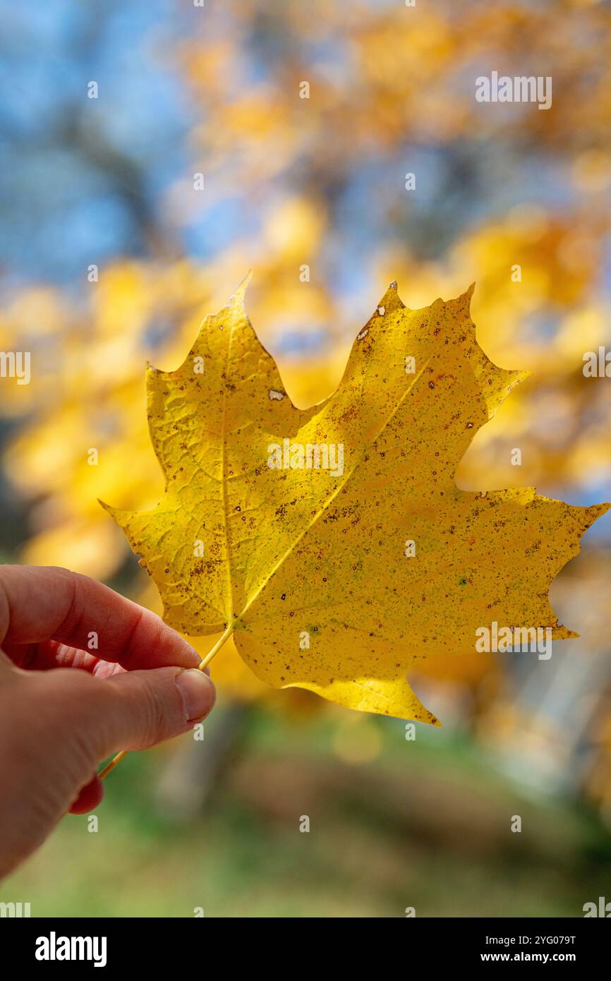Ein einzelnes gelbes Ahornblatt auf einem unscharfen Hintergrund. Herbsthintergrund mit Ahornblättern. Stockfoto