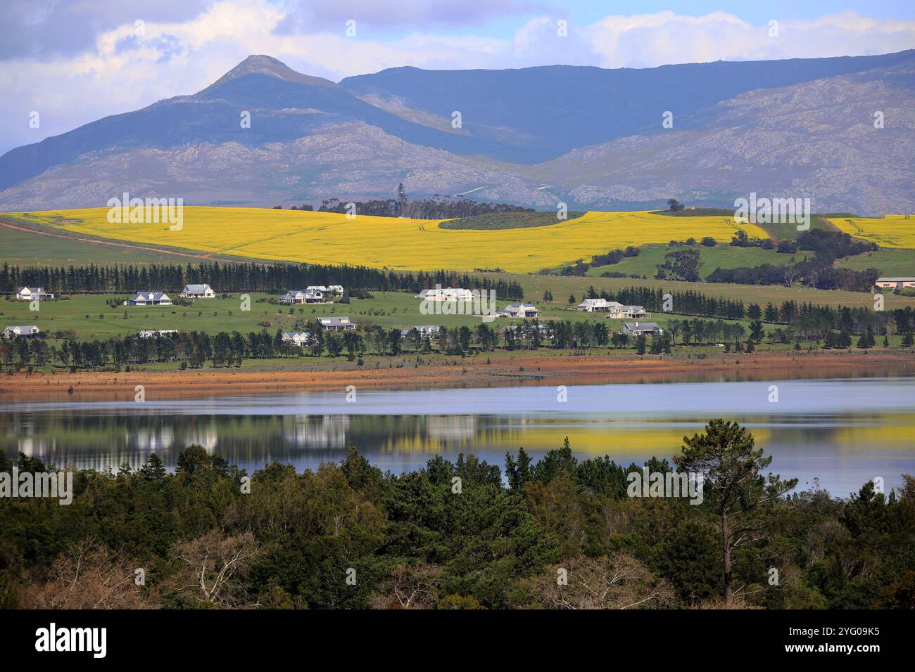 Gloria Cove mit Rapsfeldern am Ufer des Theewaterskloof Damms Stockfoto