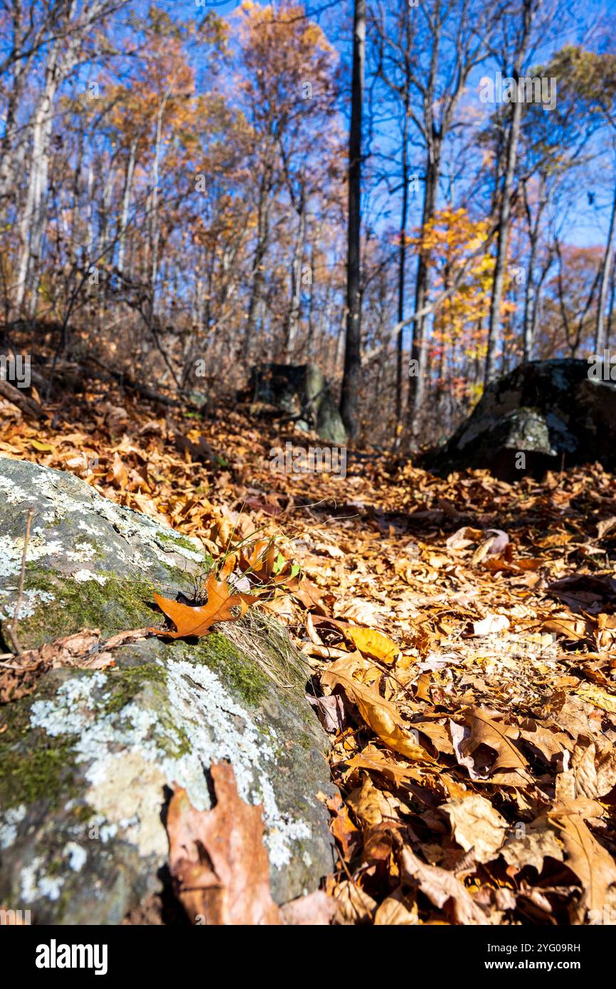 Appalachian National Scenic Trail im Herbst Stockfoto