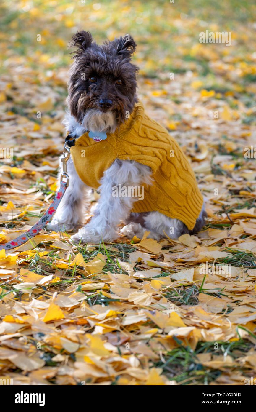 Ein Miniatur-Schnauzer mit gelbem Pullover posiert für Fotos zwischen gefallenen, gelben ginko-Blättern. Stockfoto