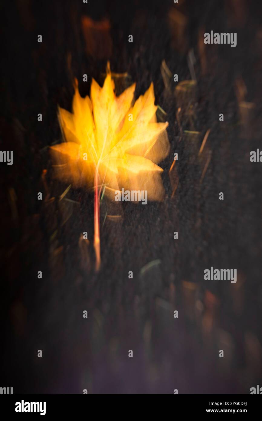 WA26203-00....WASHINGTON - Big Leaf Ahornblatt in Herbstfarbe. Stockfoto