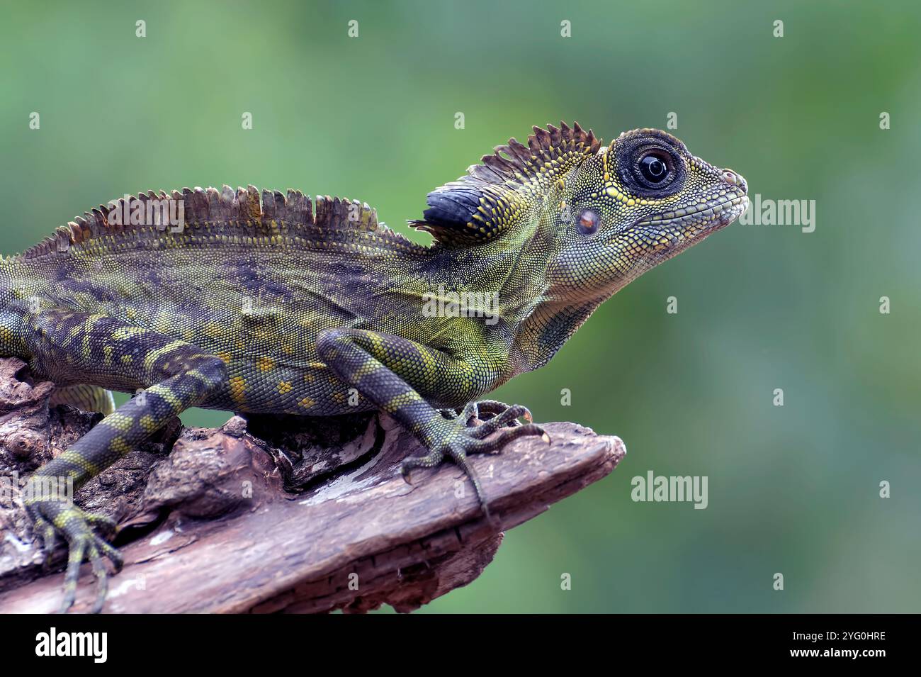 Winkelkopfeidechse ( Gonocephalus bornensis ) auf Baumstamm Stockfoto