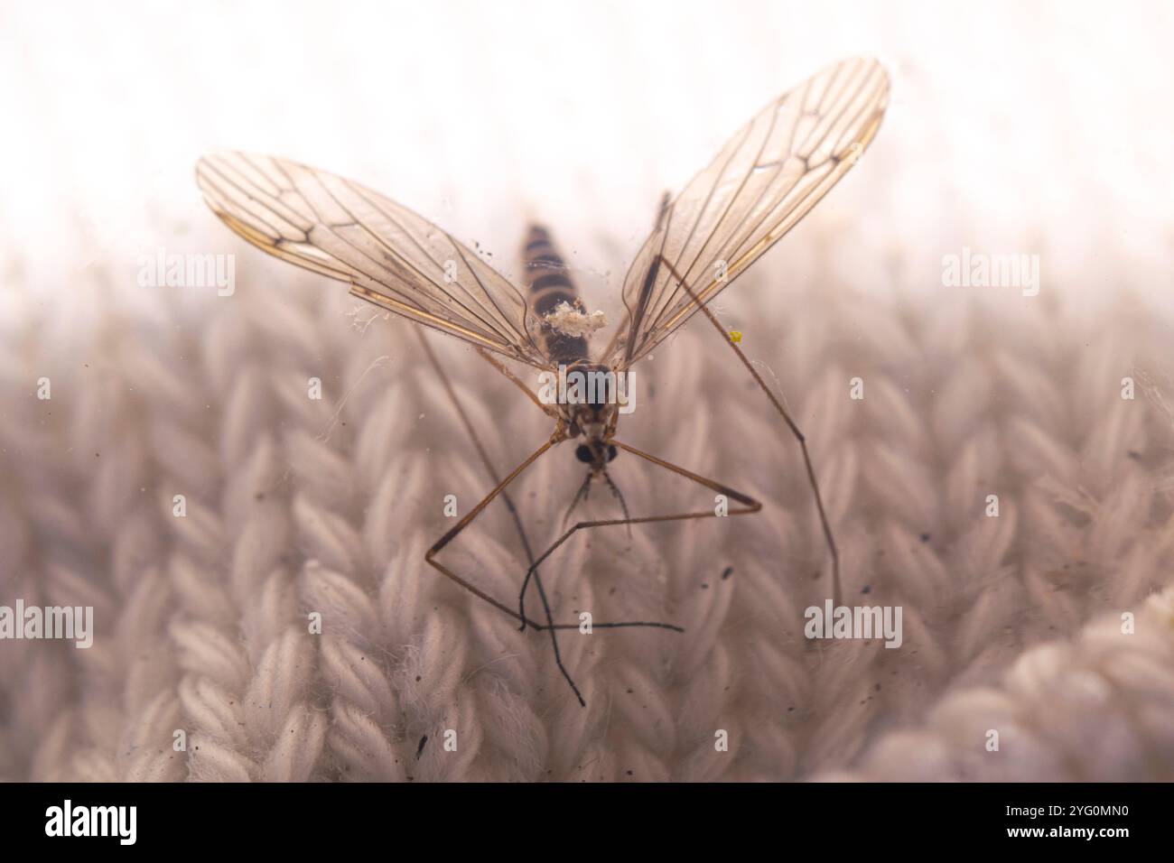 Eine große Mücke auf einem Whool-Sweter Stockfoto