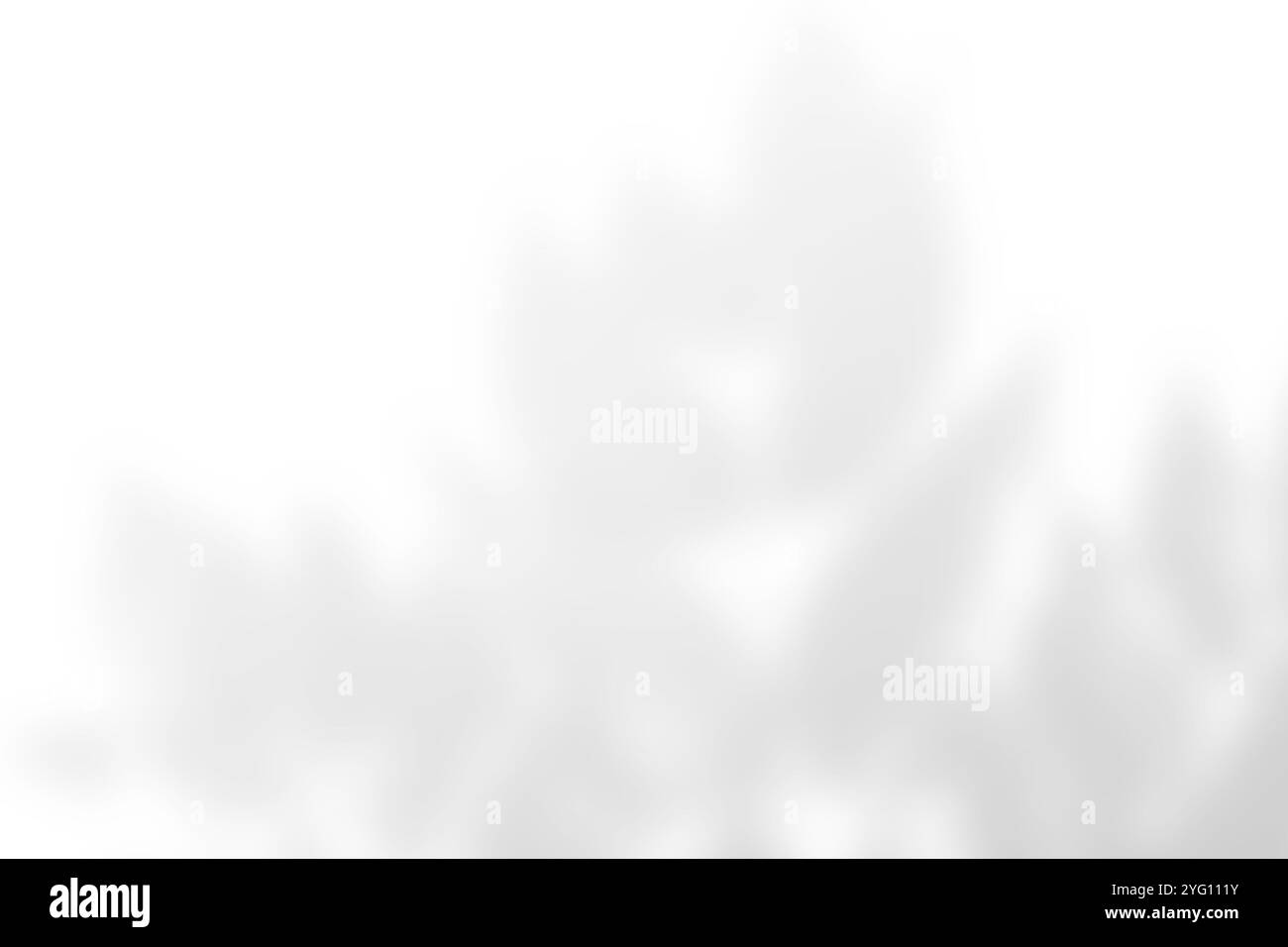 Abstrakter Blattschatten und heller, verschwommener Hintergrund. Natürliche Blätter Schatten und Sonnenlicht auf weiße Betonwände für Hintergründe Stockfoto