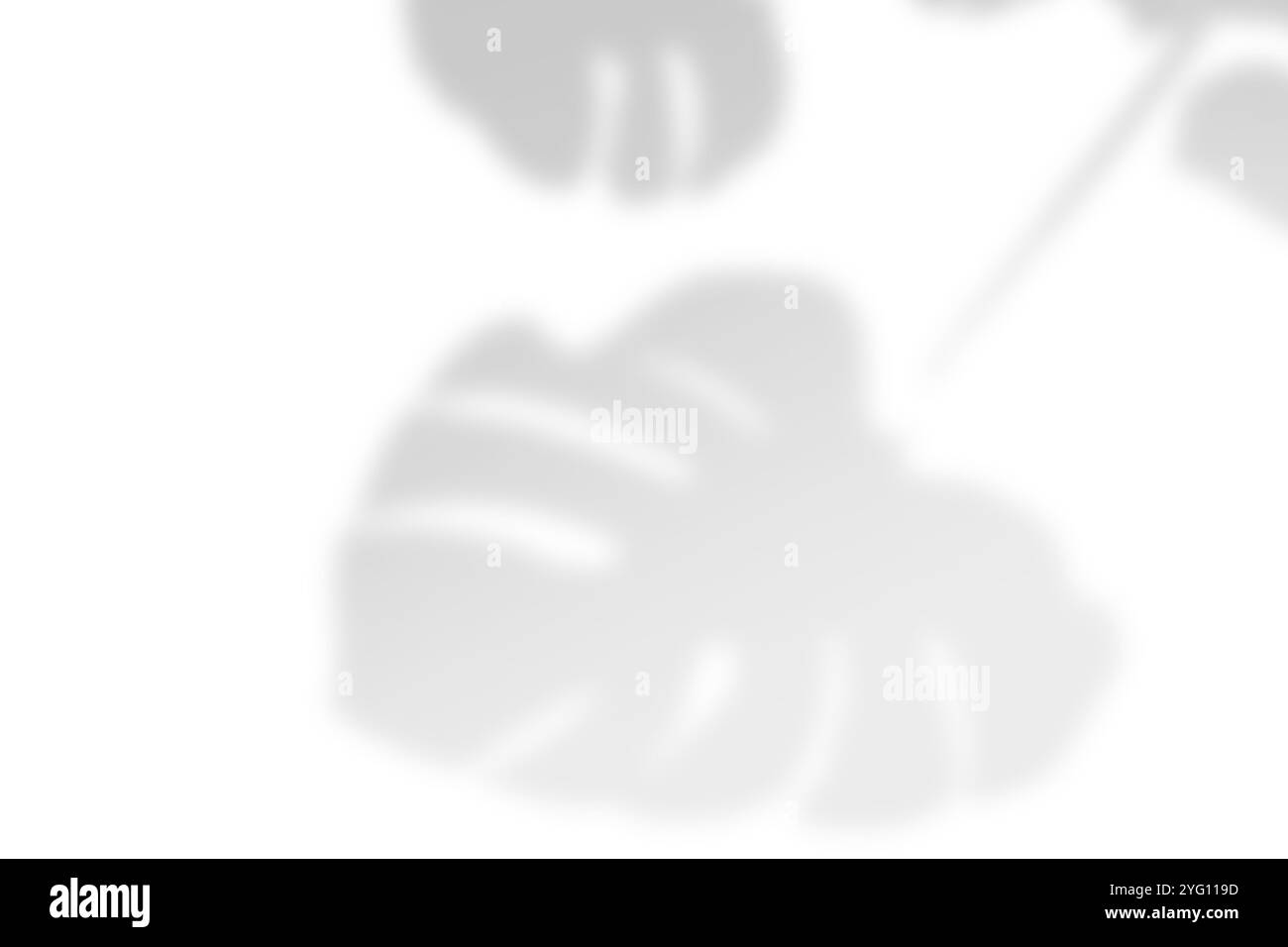 Abstrakter Blattschatten und heller, verschwommener Hintergrund. Natürliche Blätter Schatten und Sonnenlicht auf weiße Betonwände für Hintergründe Stockfoto