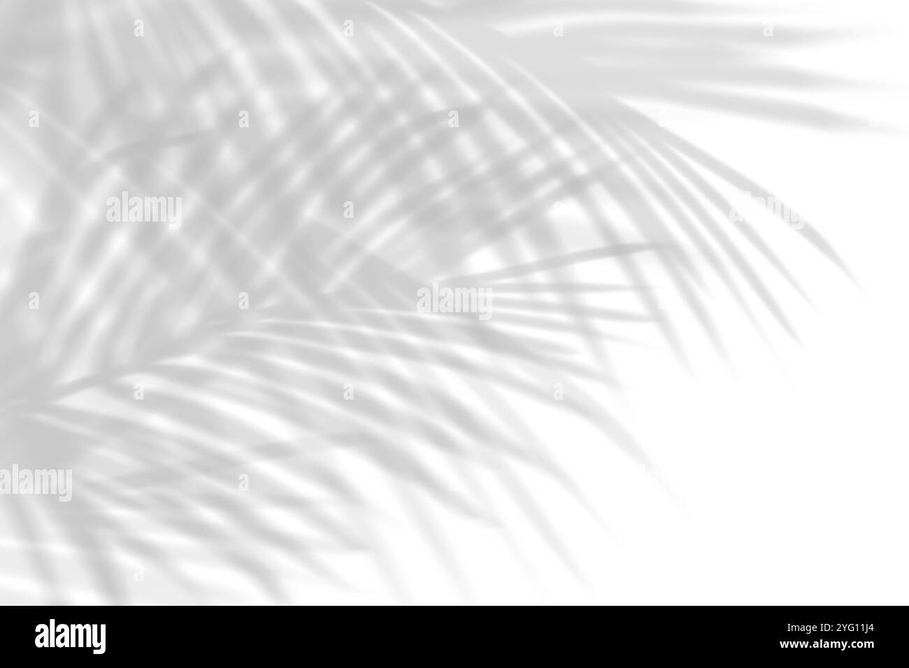 Abstrakter Blattschatten und heller, verschwommener Hintergrund. Natürliche Blätter Schatten und Sonnenlicht auf weiße Betonwände für Hintergründe Stockfoto