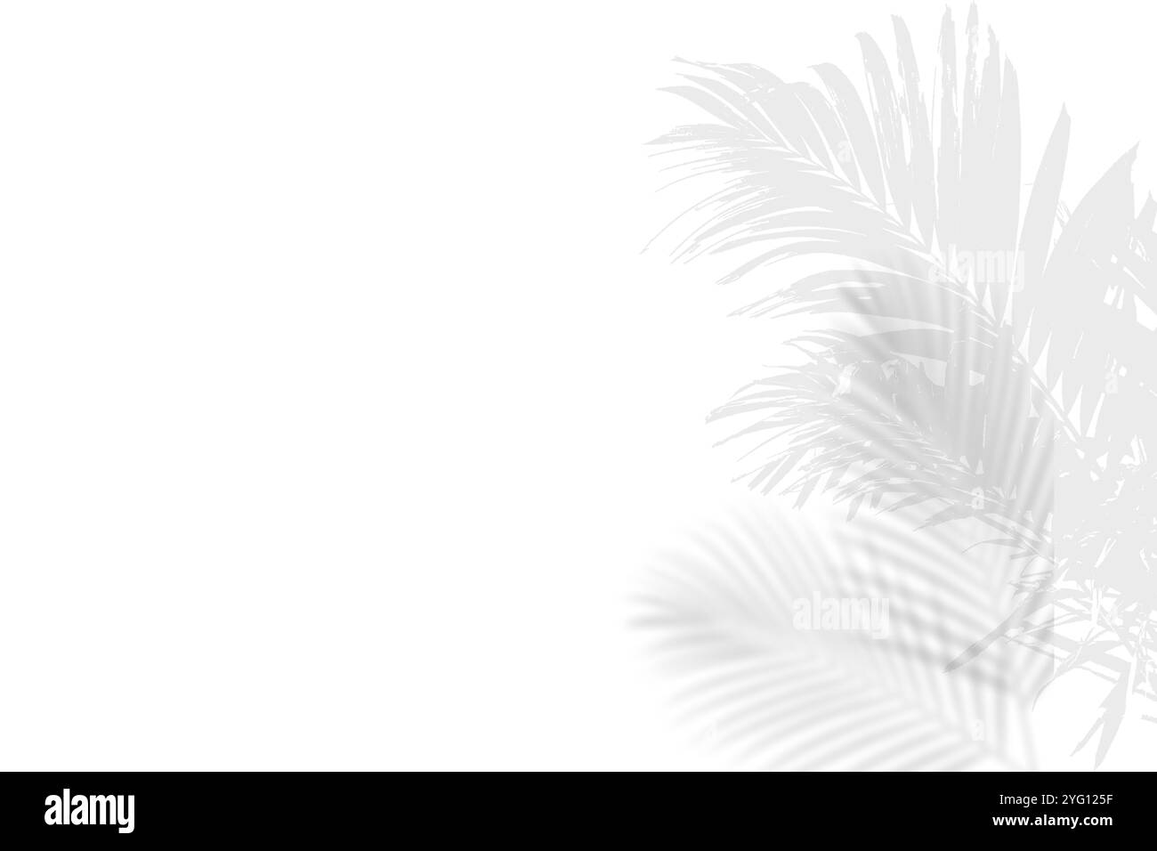 Abstrakter Blattschatten und heller, verschwommener Hintergrund. Natürliche Blätter Schatten und Sonnenlicht auf weiße Betonwände für Hintergründe Stockfoto