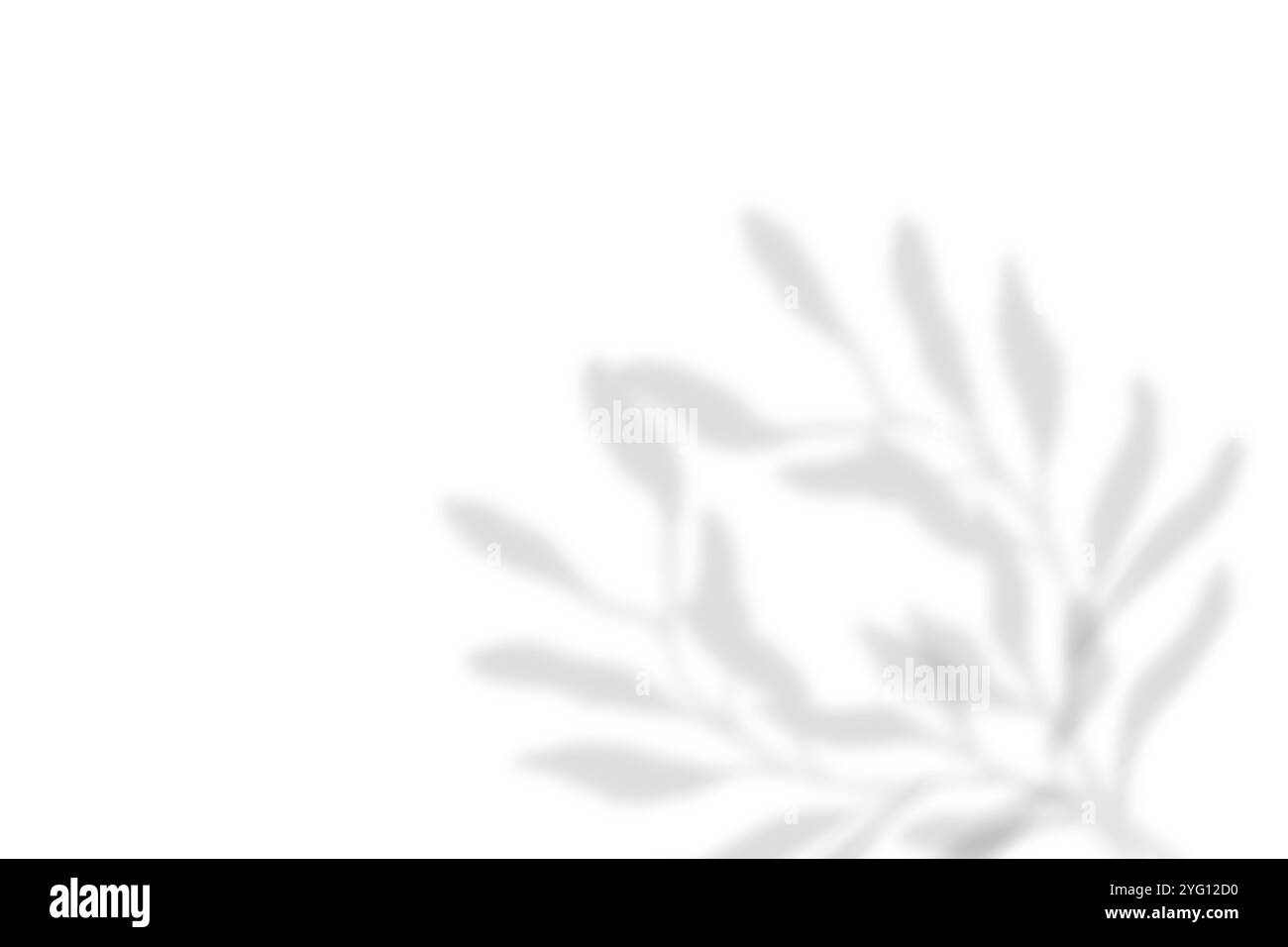 Abstrakter Blattschatten und heller, verschwommener Hintergrund. Natürliche Blätter Schatten und Sonnenlicht auf weiße Betonwände für Hintergründe Stockfoto