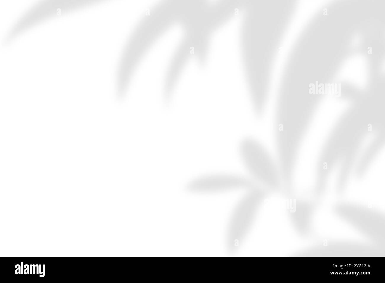 Abstrakter Blattschatten und heller, verschwommener Hintergrund. Natürliche Blätter Schatten und Sonnenlicht auf weiße Betonwände für Hintergründe Stockfoto