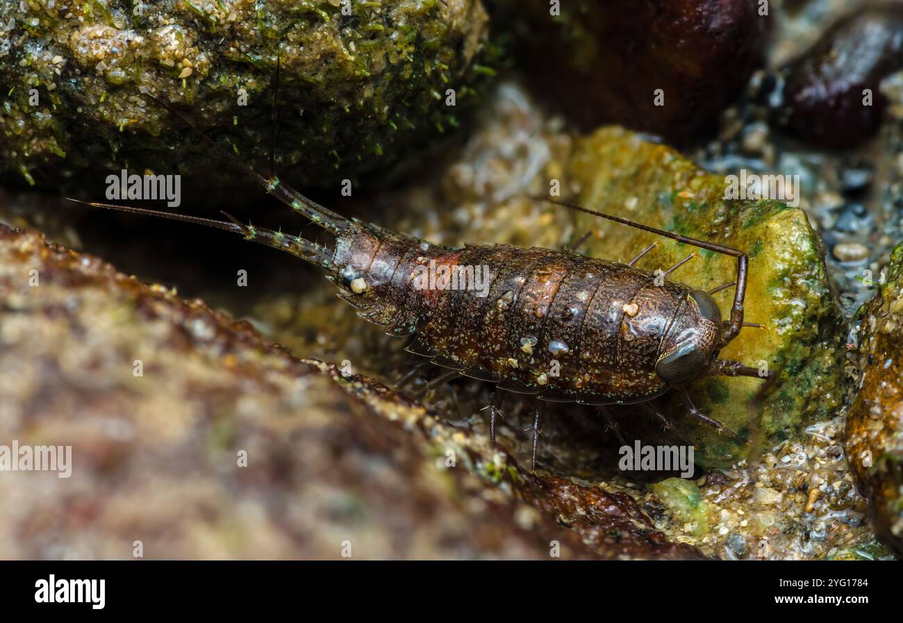 Nahaufnahme einer Sea Roach, die Felsen in der Gezeitenzone navigiert, mit segmentiertem Körper und empfindlichen Antennen, Makrofotografie und nicht Stockfoto