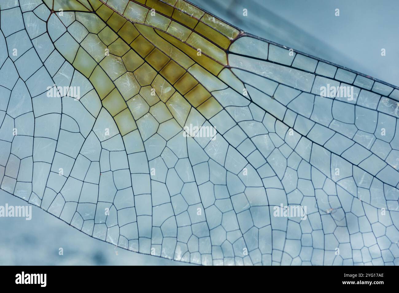 Makrobild, das das Netzwerk von Adern zeigt, die die empfindliche Flügelmembran einer Libelle unterstützen, Makrofotografie, die nicht durch KI generiert wurde. Stockfoto