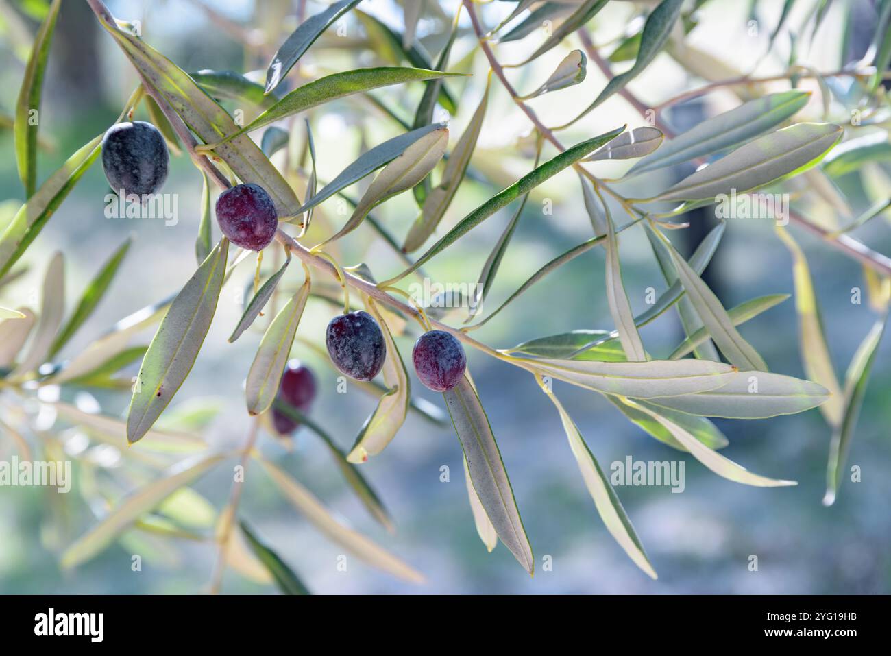 Nahaufnahme reifer schwarzer Oliven auf einem Olivenbaum. Stockfoto