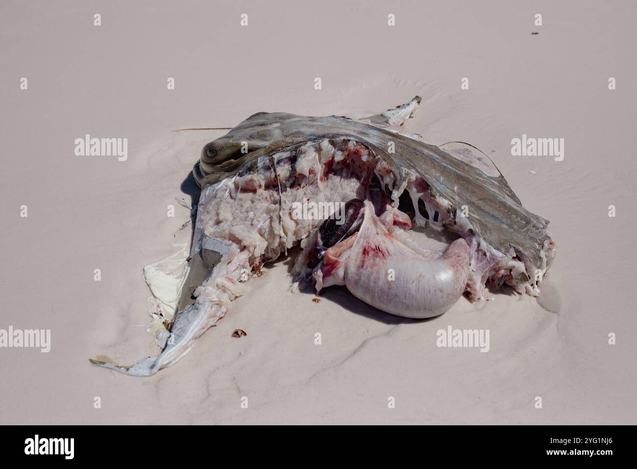 Schuss von der linken Seite eines Stachelrochen-Kadavers mit sichtbaren Bissspuren von einem Hai. Dem Stachelrochen fehlen Flossenflügel und Schwanz Stockfoto