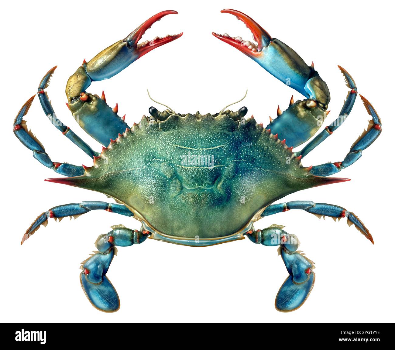 Blaukrabbe als Krebstier aus den Fischgewässern des Atlantischen Ozeans oder Golf von Mexiko als Muscheln, Fischgerichte oder Softshell-Krabben Stockfoto