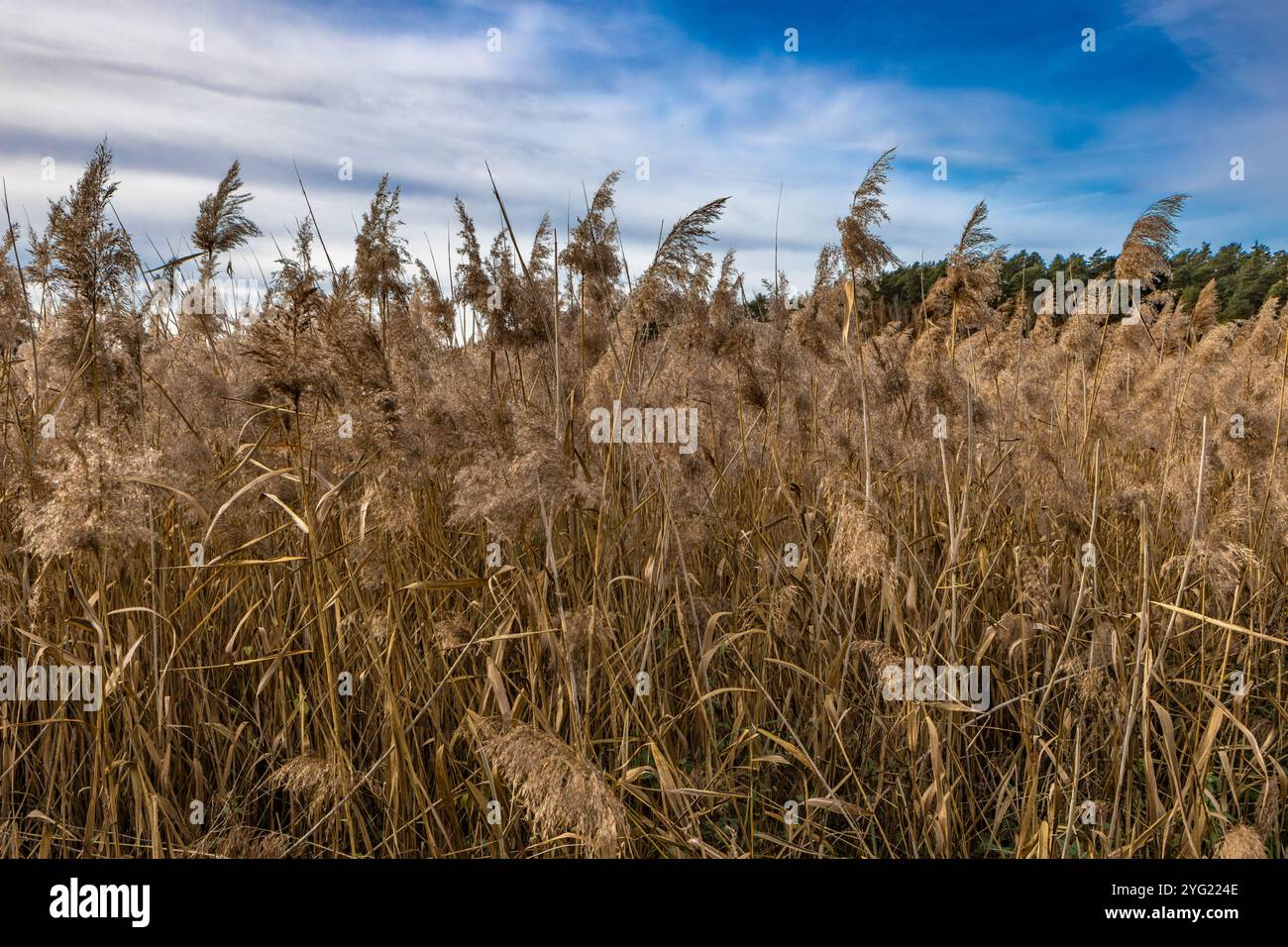 Landschaft am Stausee in Blachownia, ein Spaziergang um den See im Herbst Stockfoto