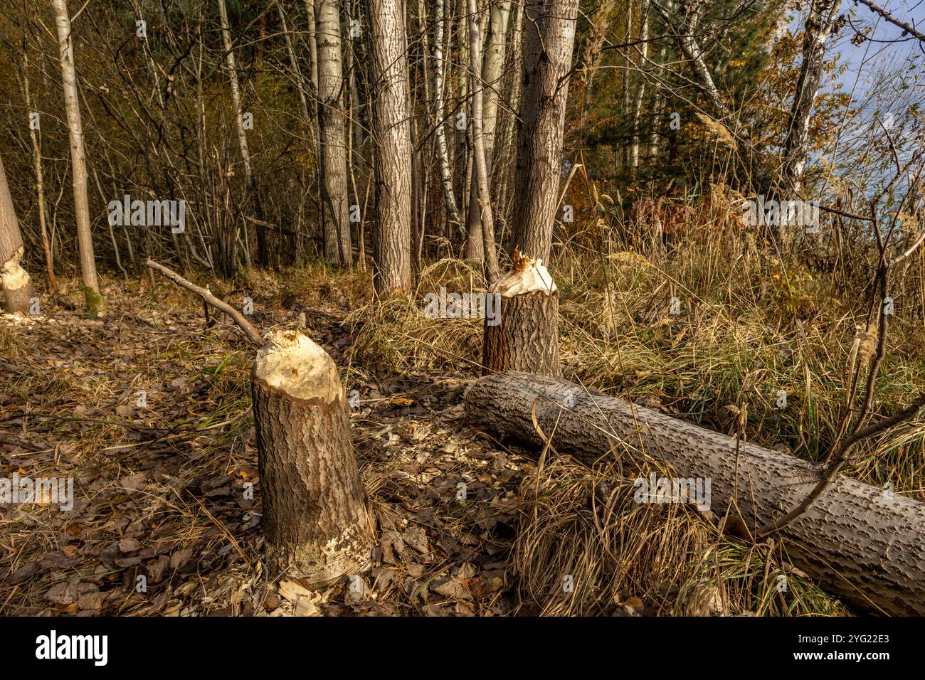 Schädliche Aktivität von Bibern, das Abholzen von Bäumen, von Bibern gebissene Äste Stockfoto