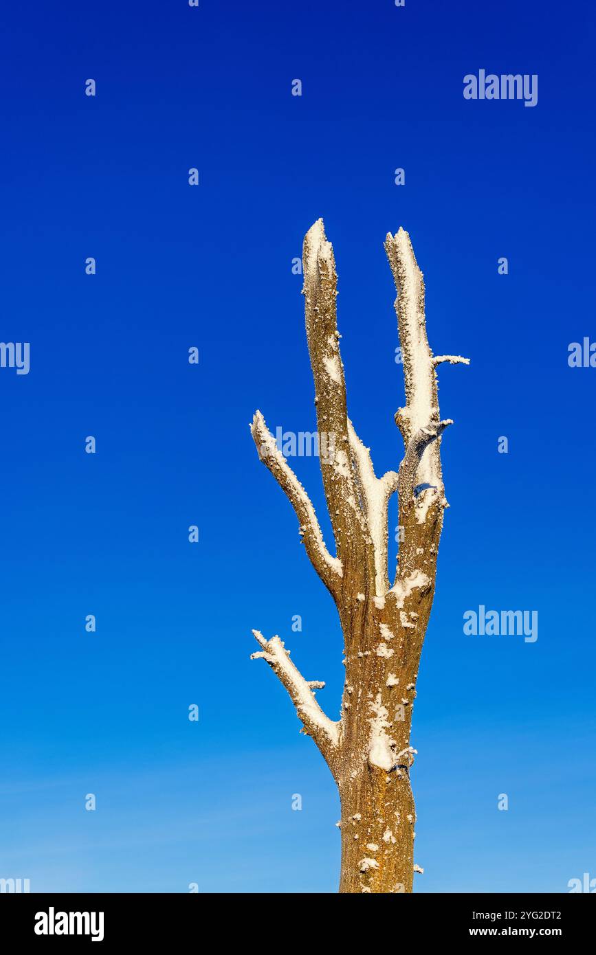 Verschneite alte tote Bäume mit blauem Himmel Stockfoto