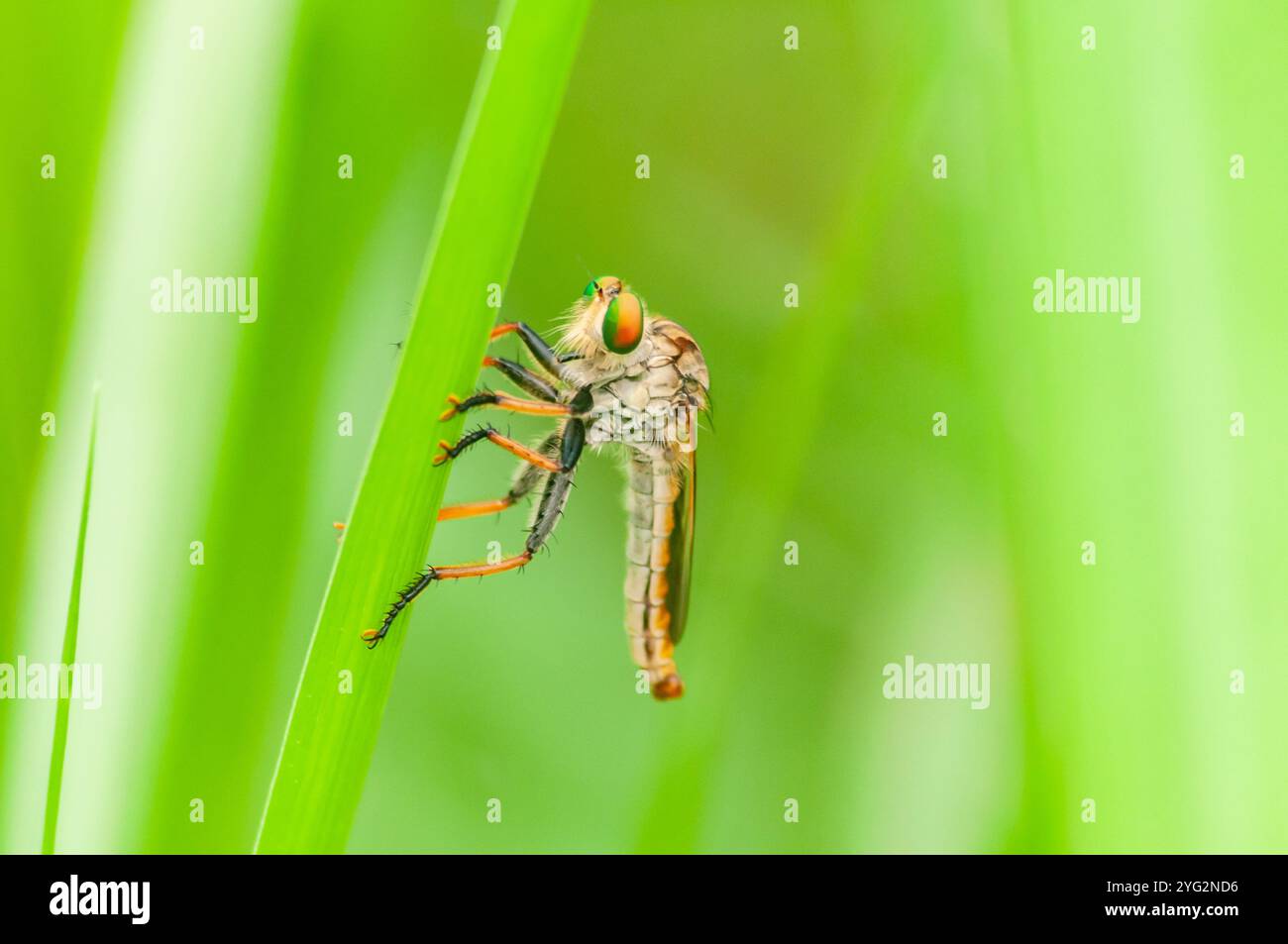 Die Asilidae sind die Räuberfliegenfamilie, auch als Assassin Fliegen bezeichnet, mit grünem Hintergrund Stockfoto