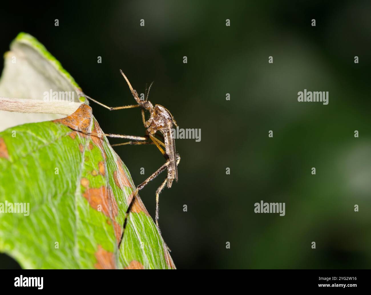 Mücke Psorophora howardii Insektenart West Nil Virus Ross River Fieber Zika Malaria. Stockfoto