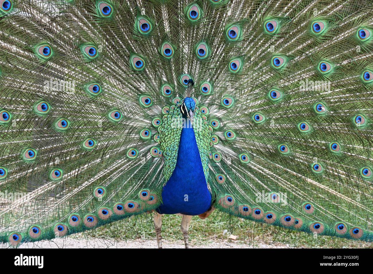 Porträt von gemeinem Pfau, indischem Pfau oder Blauer Pfau, Pavo cristatus, mit bunten oder bunten Federn Stockfoto