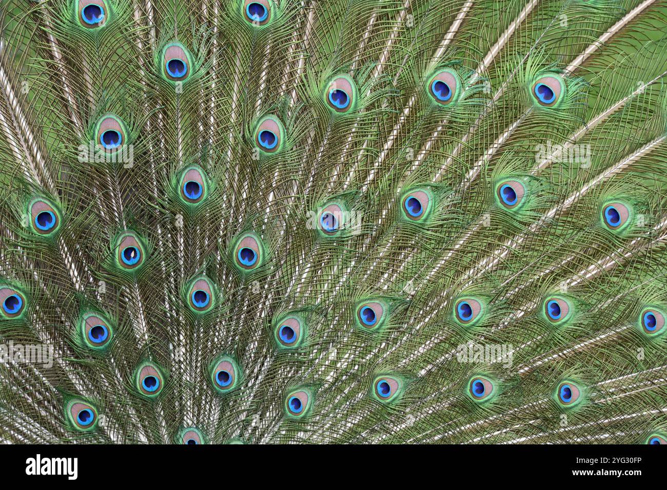 Farbenfrohe oder farbenfrohe Federn mit Augentöpfen oder Augenmotiven, die von gewöhnlichem Pfau, indischem Pfau oder Blauem Pfau, Pavo cristatus, gezeigt werden Stockfoto