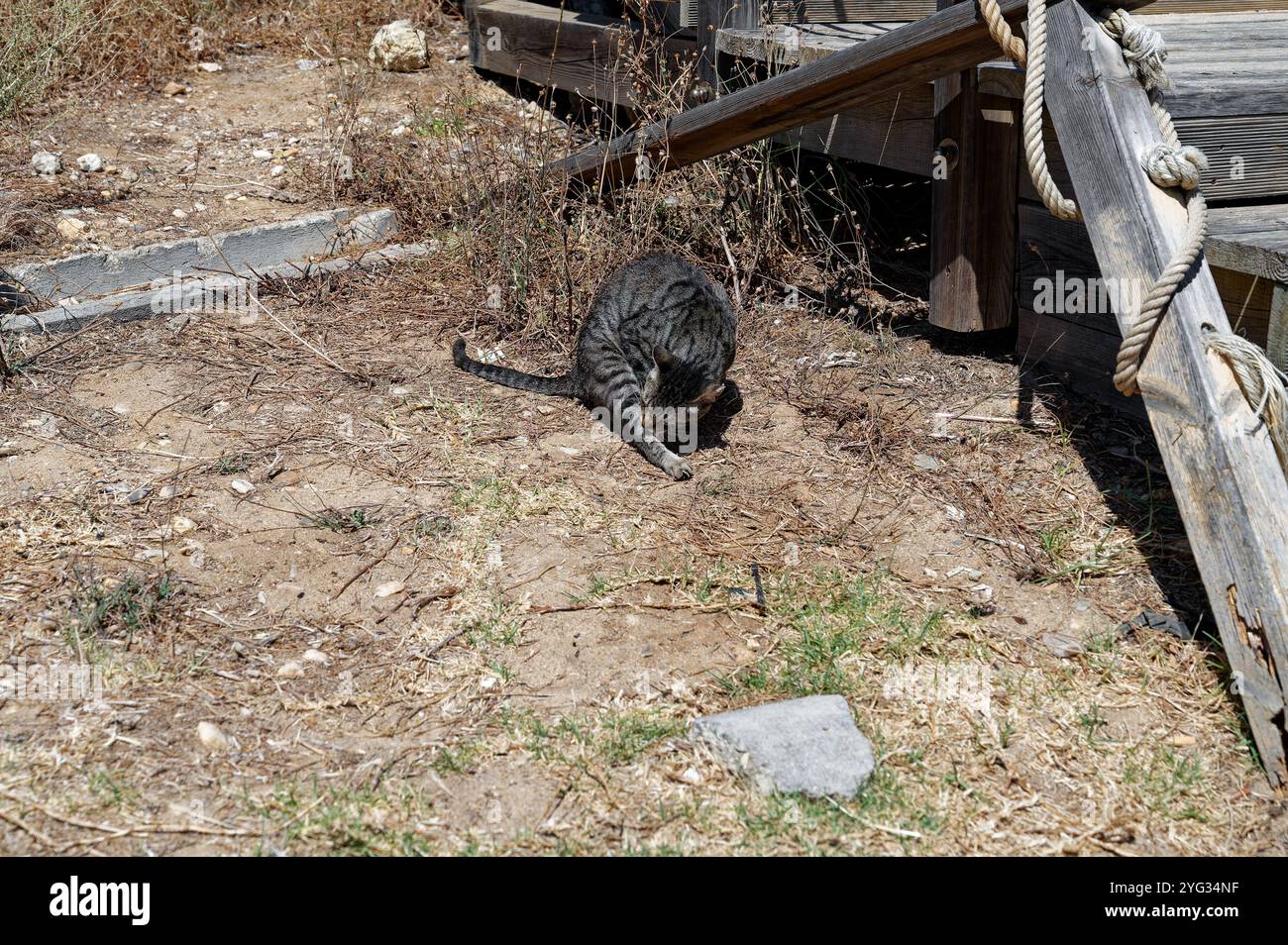 Eine Tabby-Katze, die sich unter der warmen Sonne der algarve selbst pflegt, eingebettet neben einer Holzterrasse in einer rustikalen Umgebung im Freien Stockfoto