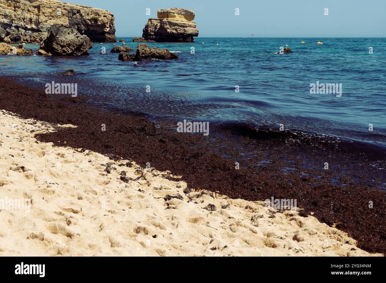 Algen, die in Praia de São Rafael an Land gespült wurden, kontrastieren die dunklen Algen mit dem Sandstrand und der felsigen Küste Stockfoto