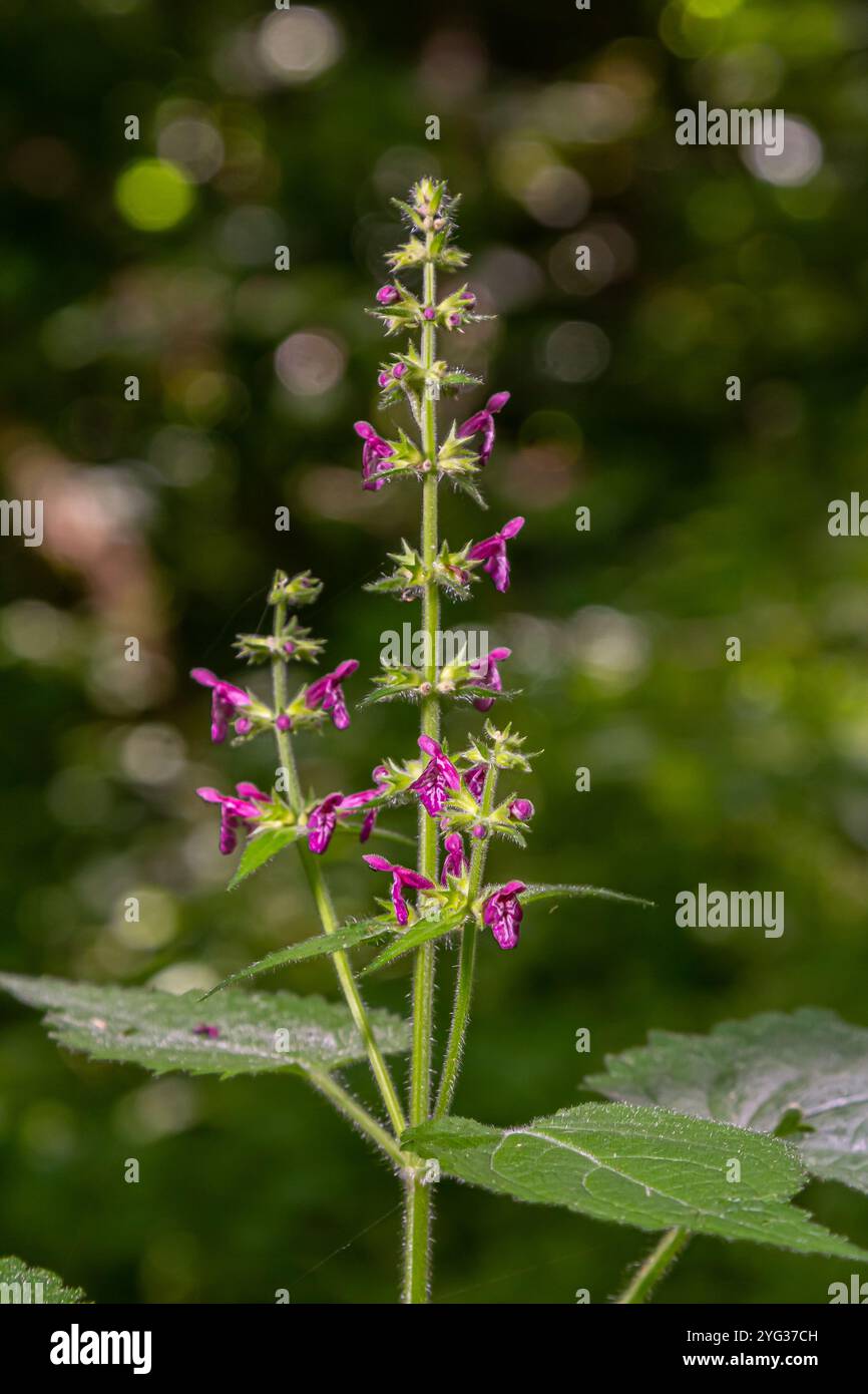 Nahaufnahme einer Hecke Wundkraut stachys sylvatica Blume in Blüte. Stockfoto