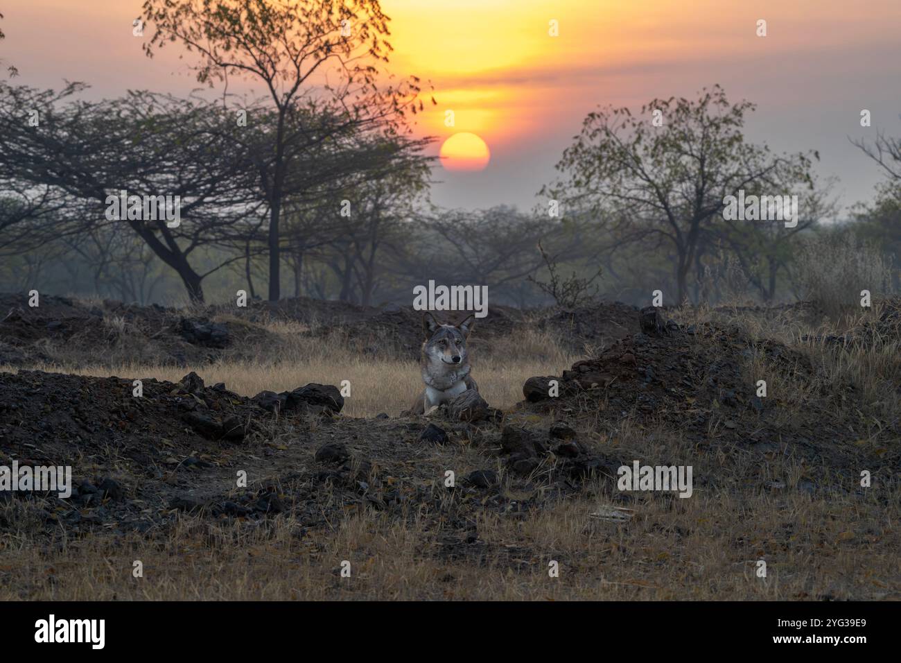 Sie wagten sich in das Herz des Bhigwan-Graslands bei Sonnenaufgang, um die Freiheit des Indischen Grauen Wolfs in ihrem natürlichen Lebensraum zu erleben. Stockfoto