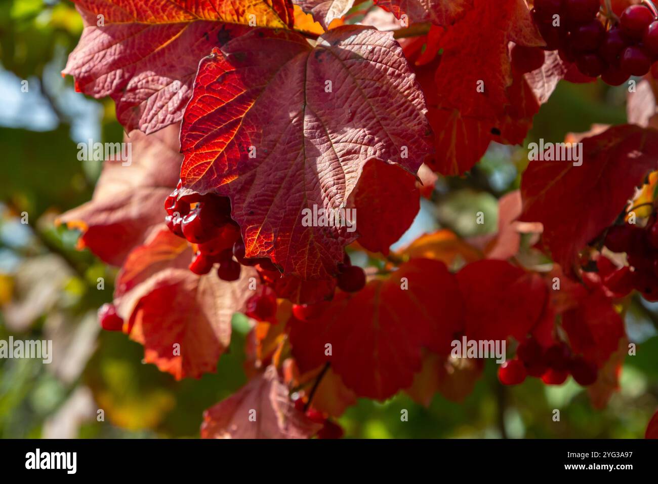 Viburnum Ordinary oder Viburnum red Viburnum opulus ist eine Laubpflanze im Herbst. Stockfoto