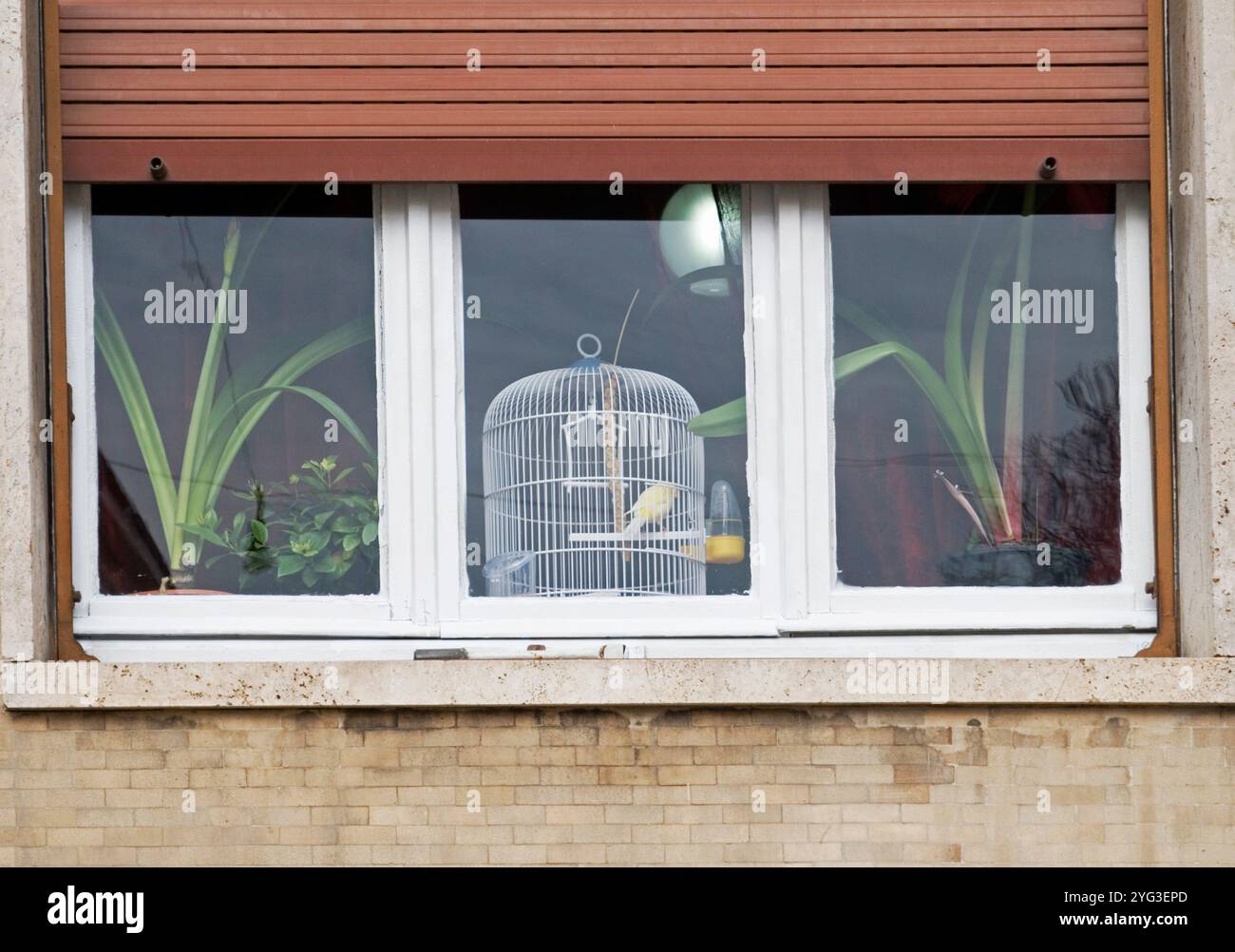 Vogelkäfig und Pflanzen hinter dem Fenster, Italien Stockfoto
