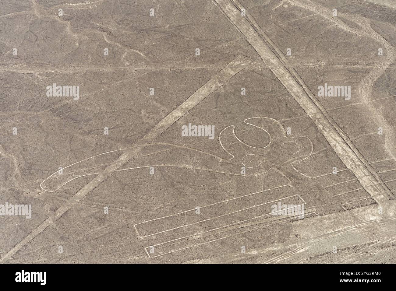 Aerial, der Papagei, Nazca Geoglyphen, Nazca Linien, Nazca, Peru, Südamerika Stockfoto