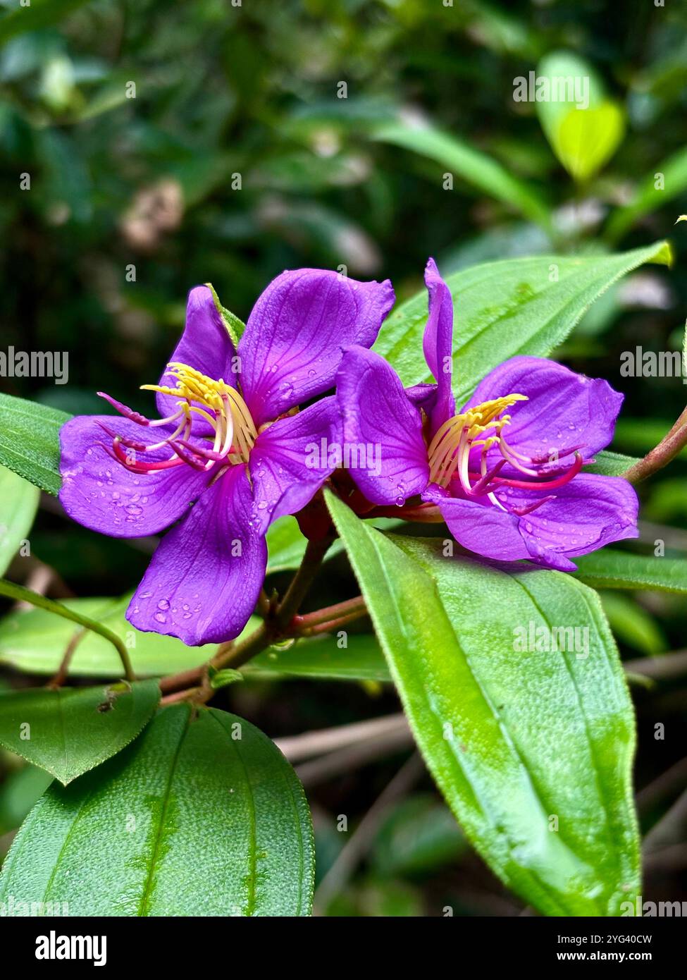 Blume - Smartphone-aufgenommenes Stockfoto