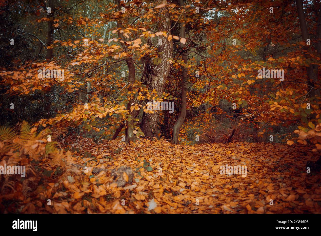 Herbstliche Blätter in einem Wald von Hampshire. Orange und rote Blätter bedecken den Waldboden in einer kleinen Lichtung zwischen den Bäumen. England, Großbritannien. Stockfoto
