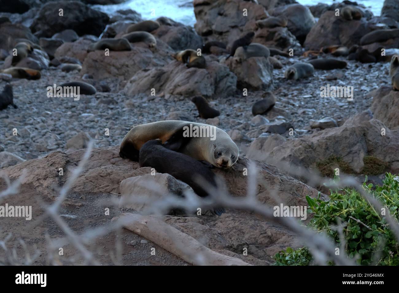 Jungrobbenbabys Saugtier-Mutterrobbe vor einer großen Robbenkolonie, die sich auf zerklüfteten Felsen in Cape Palliser, Wairarapa, Neuseeland, entspannt Stockfoto Jungrobbenbabys Saugtier-Mutterrobbe vor einer großen Robbenkolonie, die sich auf zerklüfteten Felsen in Cape Palliser, Wairarapa, Neuseeland, entspannt Stockfoto