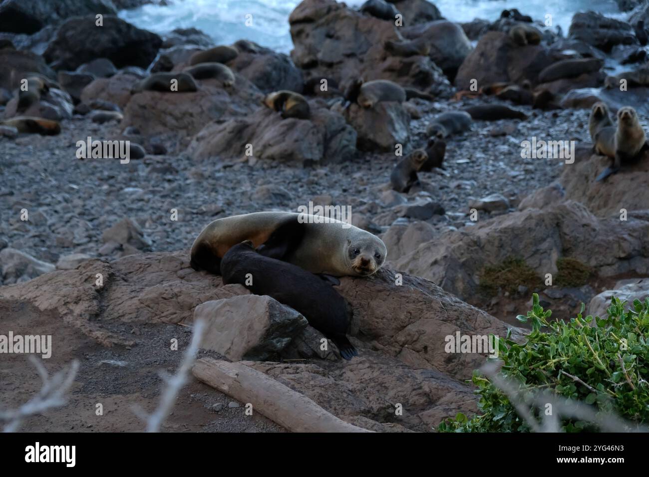 Jungrobbenbabys Saugtier-Mutterrobbe vor einer großen Robbenkolonie, die sich auf zerklüfteten Felsen in Cape Palliser, Wairarapa, Neuseeland, entspannt Stockfoto Jungrobbenbabys Saugtier-Mutterrobbe vor einer großen Robbenkolonie, die sich auf zerklüfteten Felsen in Cape Palliser, Wairarapa, Neuseeland, entspannt Stockfoto