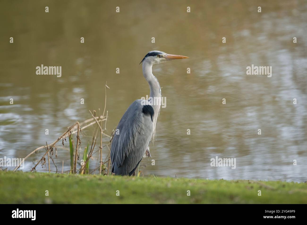 Graureiher, Fischen in einem See, nahe UO, vereinigtes Königreich Stockfoto