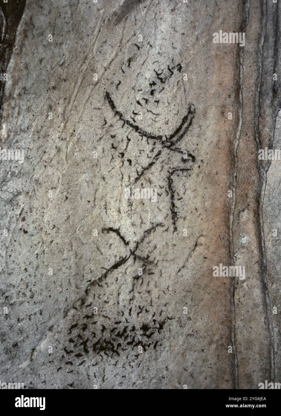 Cueva de la Pileta (Höhle des Pools). Höhlengemälde von Boviden. Oberes Paläolithikum. Benaoján, Serranía de Ronda, Provinz Málaga, Andalusien, Spanien. Stockfoto