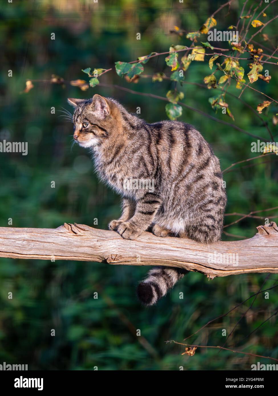 Schottische Wildkatze sitzt auf einem Zweig Stockfoto