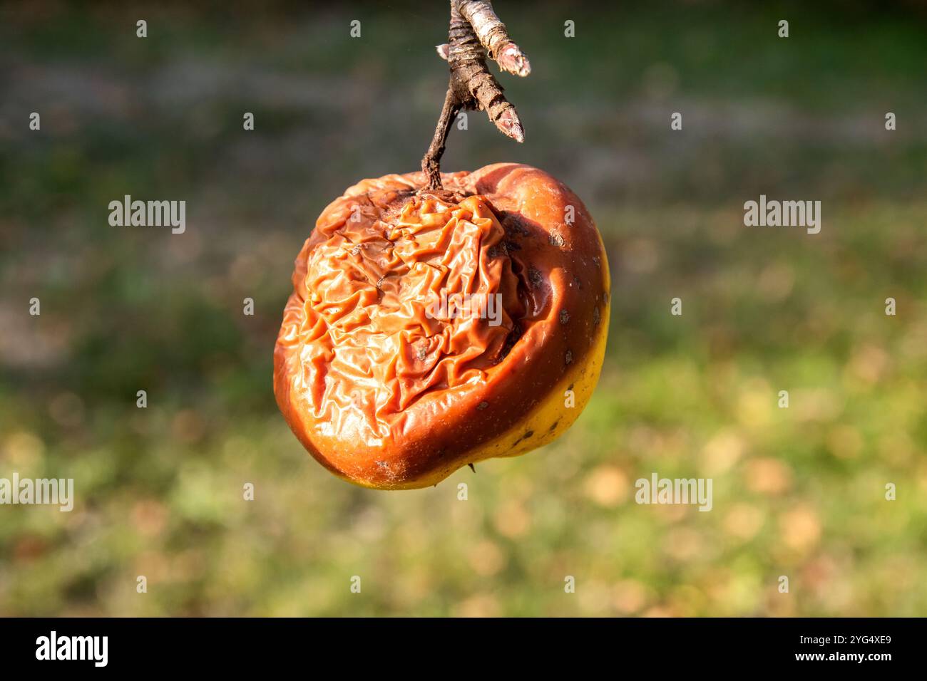 Der Herbst-Bio-Apfel verrottete in der Nähe der Filiale im Dorfhof Stockfoto