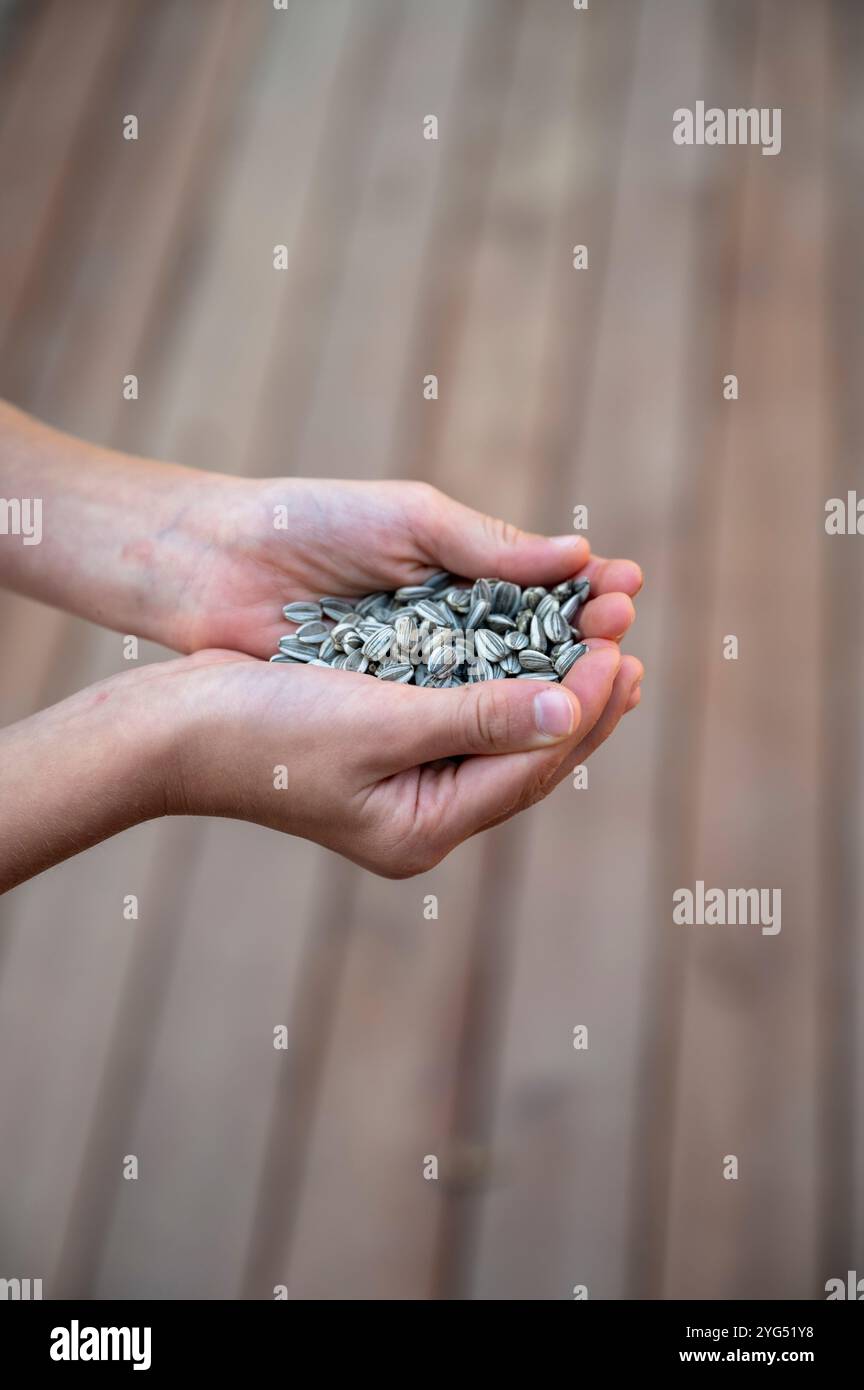 Eine Nahaufnahme zweier Hände, die eine Handvoll gestreifter Sonnenblumenkerne vor einem verschwommenen hölzernen Hintergrund halten. Stockfoto